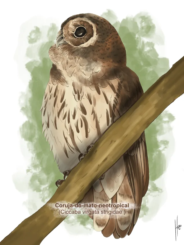Pintura de uma coruja-do-mato