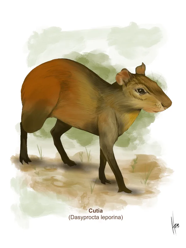 Pintura de uma cotia