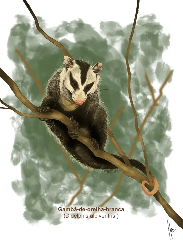 Pintura de um gambá-de-orelha-branca