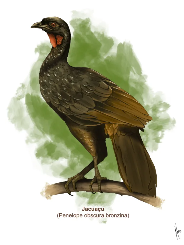 Pintura de um jacuaçu