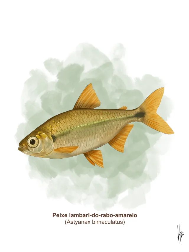 Pintura de um lambari-do-rabo-amarelo
