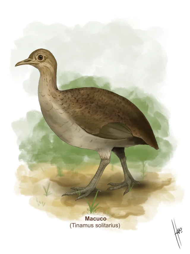 Pintura de um macuco