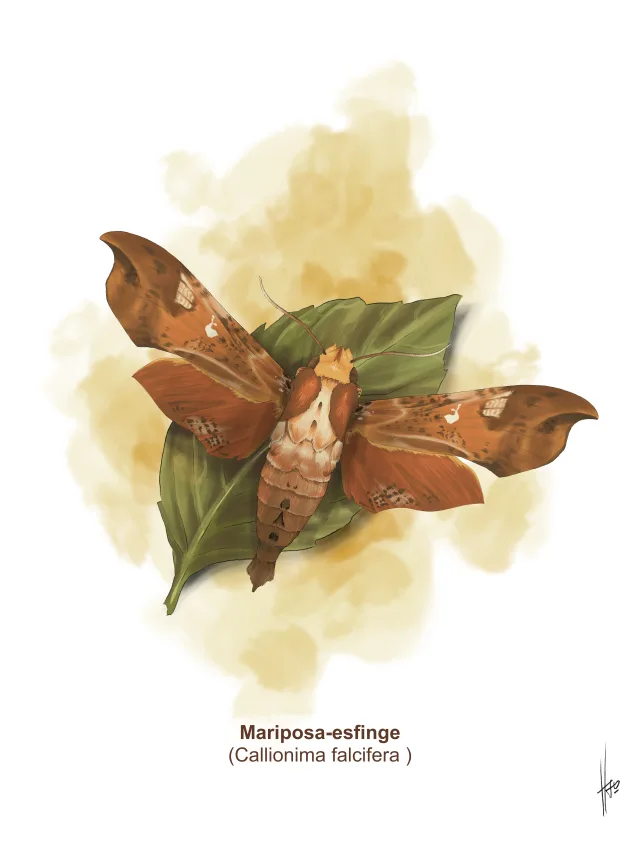 Pintura de uma mariposa-esfinge