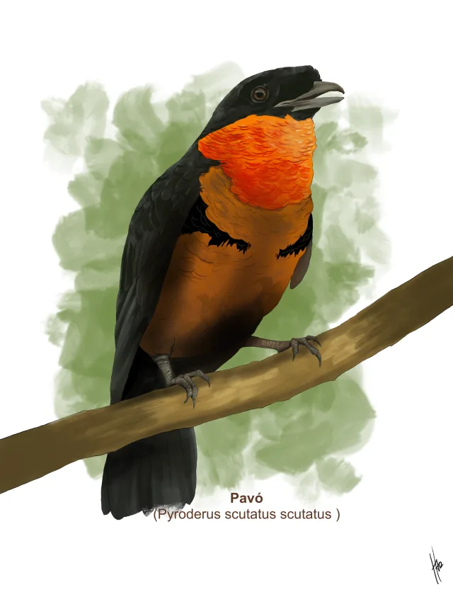 Pintura de um pavó