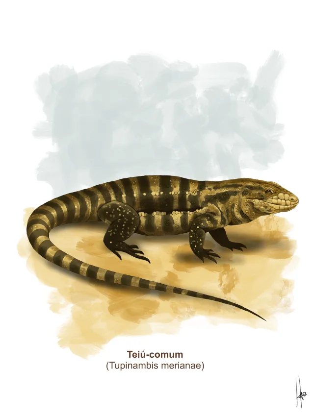 Pintura de um teiú-comum