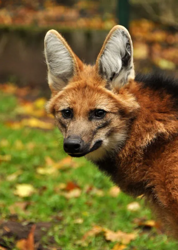 Lobo-guará na Estação Ambiental de Peti
